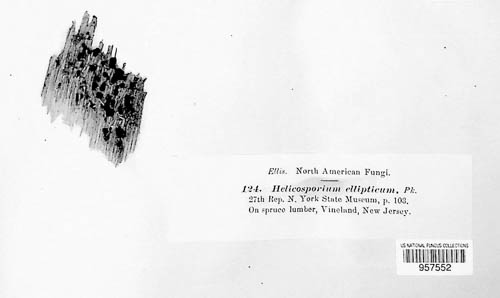 Helicoon ellipticum image